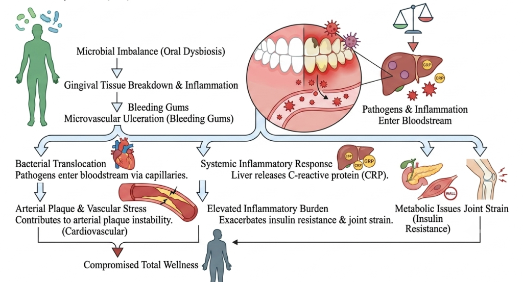 Pathway from Dysbiosis to Systemic Inflammation-2